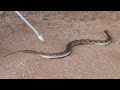 Russell's viper snake is India's most dangerous snake | Russell's viper snake rescue from Ahmednagar