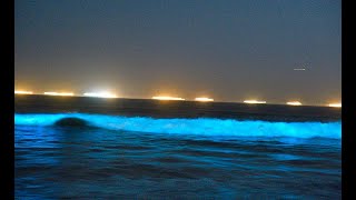 A rare phenomenon called bioluminescence creates neon blue in waves
crashing onto shore sunset beach, ca, on friday, april 24, 2020. what
looks like re...