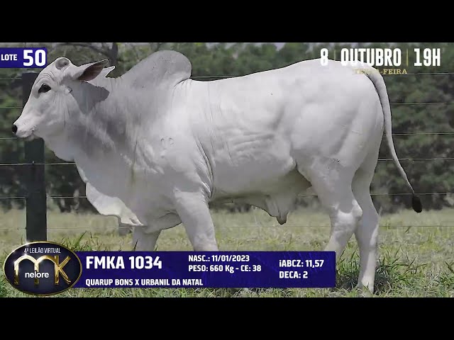 LOTE 50   FMKA 1034