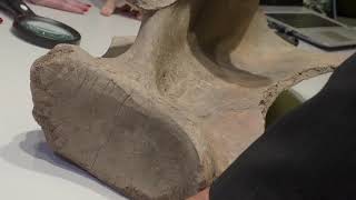 20,000-year-old woolly mammoth speared by humans