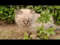 Mother cat grooming her kittens then leaving them alone to take pawsome rest