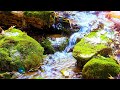 Beautiful Relaxing Music with Water Sounds: Music For Sleeping, Meditation Music, Gentle Stream