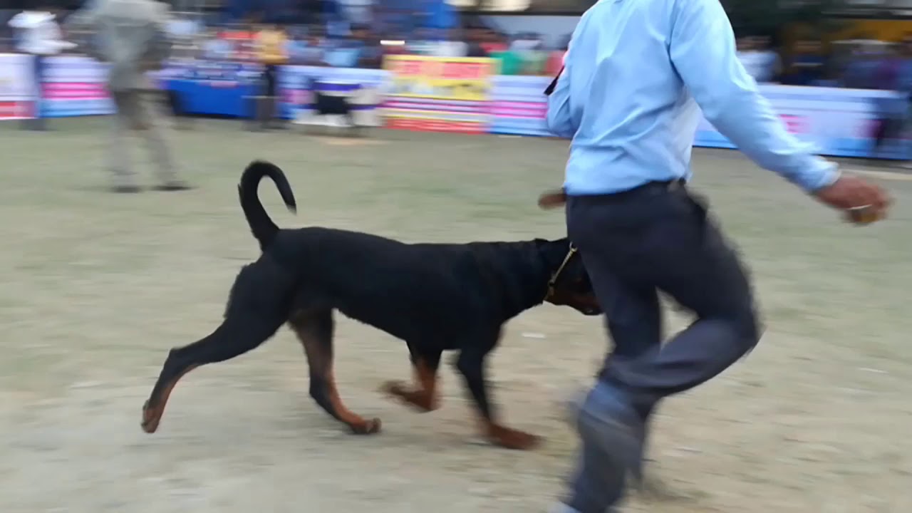 DOG SHOW KOLKATA 2019 KCI DOG SHOW In India Rottweiler Dog Show dog-show-kolkata-2019-kci-dog-show-in-india-rottweiler-dog-show