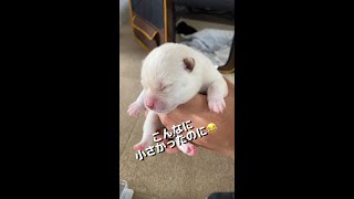 成長を隠し切れない豆柴子犬w #Shorts