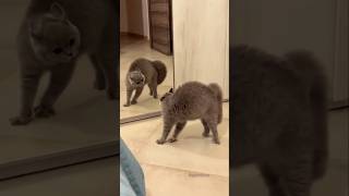 Angry and Funny Cats | Hilarious Cute Cat Moments, Grumpy Cats & Funny Cat Reactions Compilation