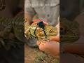#wildlife #ai 3d animation short video #animals #ai short video #viral shorts