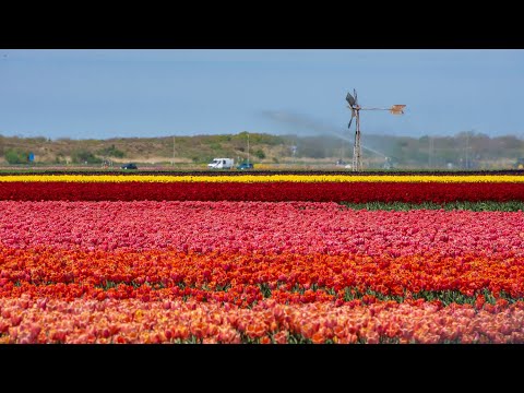 Tulpenvelden, 2 mei 2022