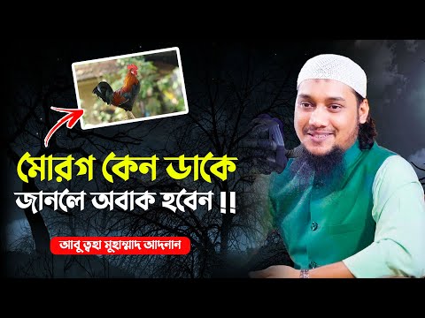 ভিডিও: মোরগ কি রাতে ডাকে?