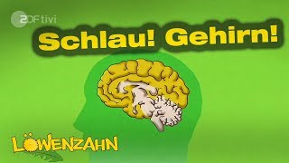Wer macht was im Gehirn? - Löwenzahn - ZDFtivi