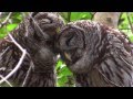 Owls of Florida Quiz