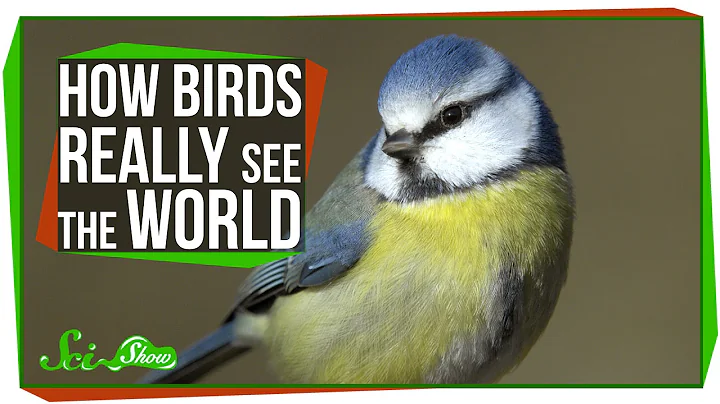 How Birds Really See the World - DayDayNews