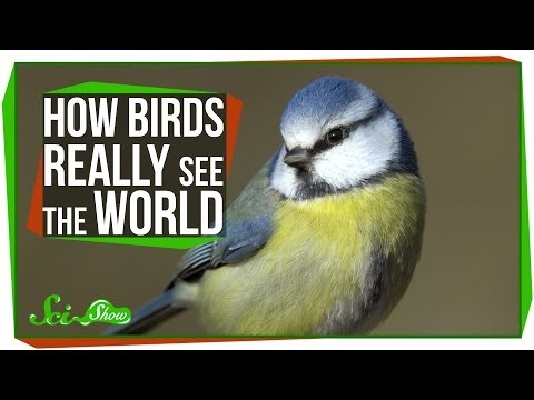 فيديو: كيف ترى الطيور