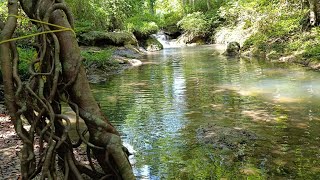 "Discovering the enchanting secret of nature's hidden gem deep within the heart of the forest.