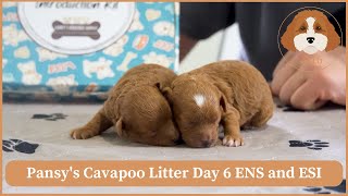 Pansy's Cavapoo Litter Day 6 ENS and ESI by Cavapoos 3:16 210 views 4 weeks ago 4 minutes, 3 seconds