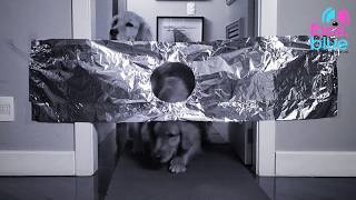 Desafio Da Pagem I Invisible Challenge Rosaeblue I Den Retriever