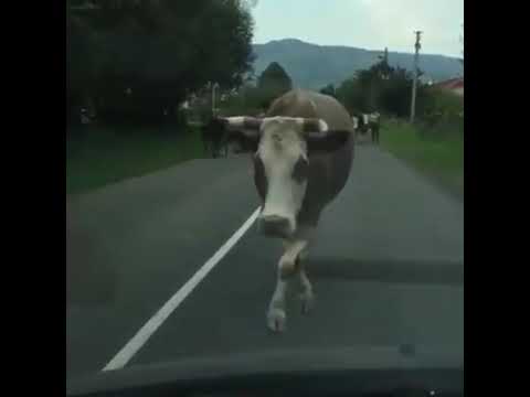 Rihanna / VSfashionshow / Cow :D