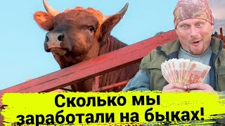 Сколько мы заработали денег на 6 быках за год. Сколько потратили на их содержание. Жизнь в деревне.