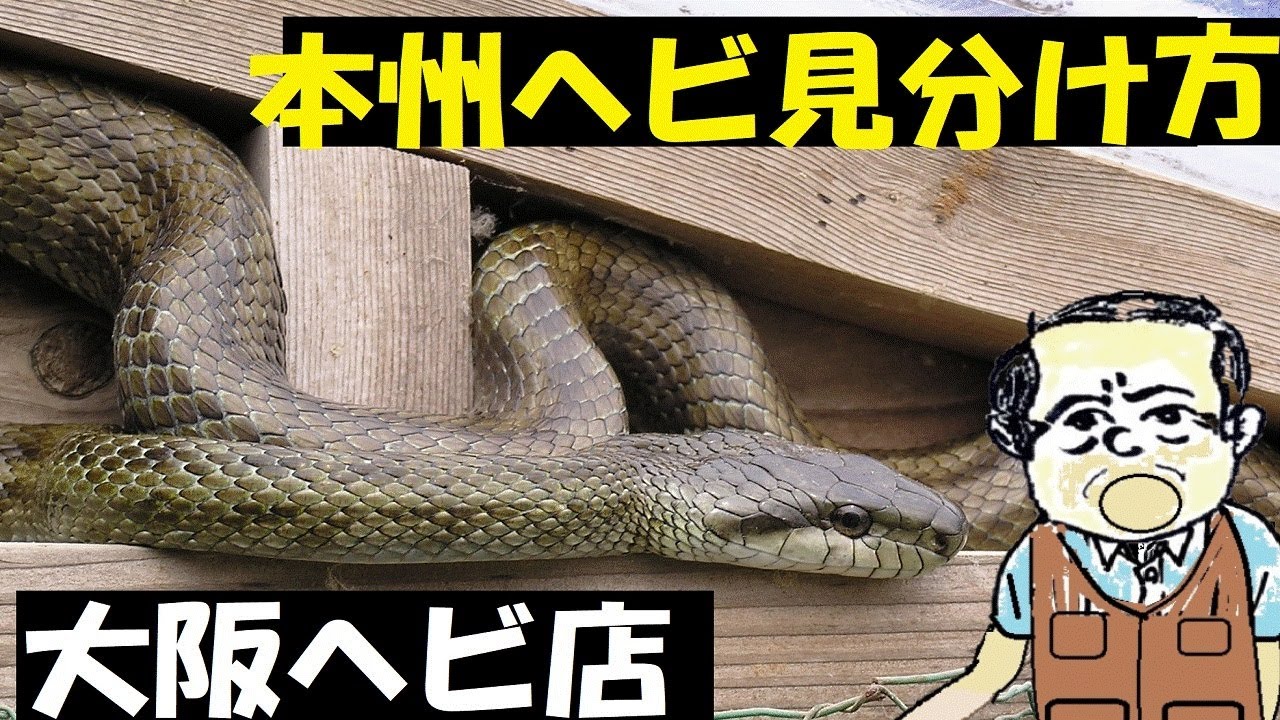 本州のヘビ8種、見分け方、大阪最強の、は虫類店から【内山裕之】 - YouTube