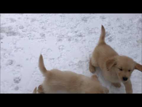 The National Park puppies on their 1st snow day - YouTube