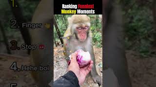 Ranking Funny Monkeys 🐵😆
