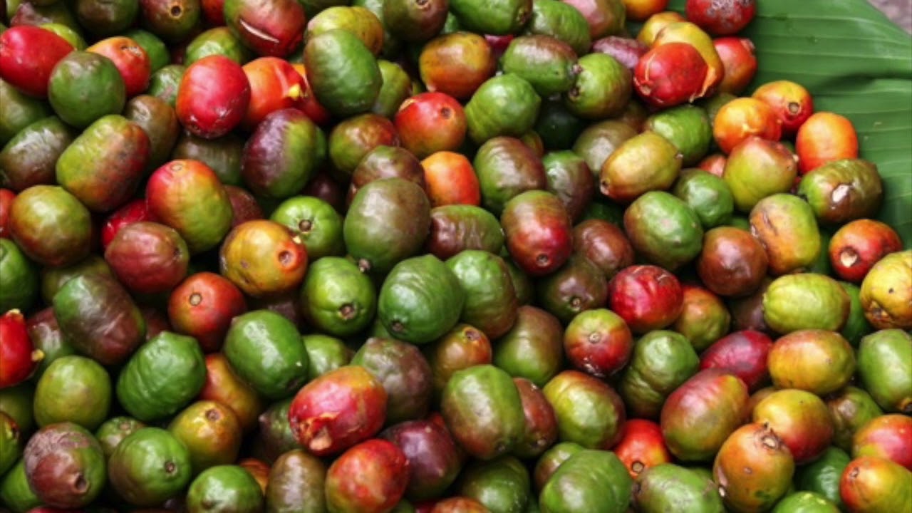 Salud Beneficios del jocote YouTube