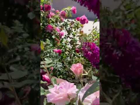 Morden blush rose