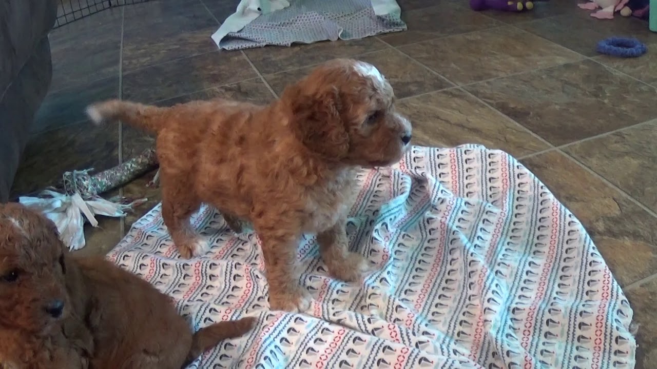 Honey's Cavapoo litter! www.KingdomDogs.com