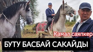 картинка: БУТУ БАСПАЙ КАЛЫП АЙЫКТЫ САГА 😱КАМАЛ АКЕНИН АТТАРЫ
