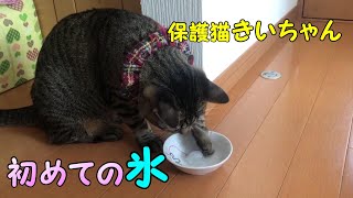 保護猫きいちゃん 初めての氷にドキドキ 保護猫きいちゃん 初めての氷にドキドキ