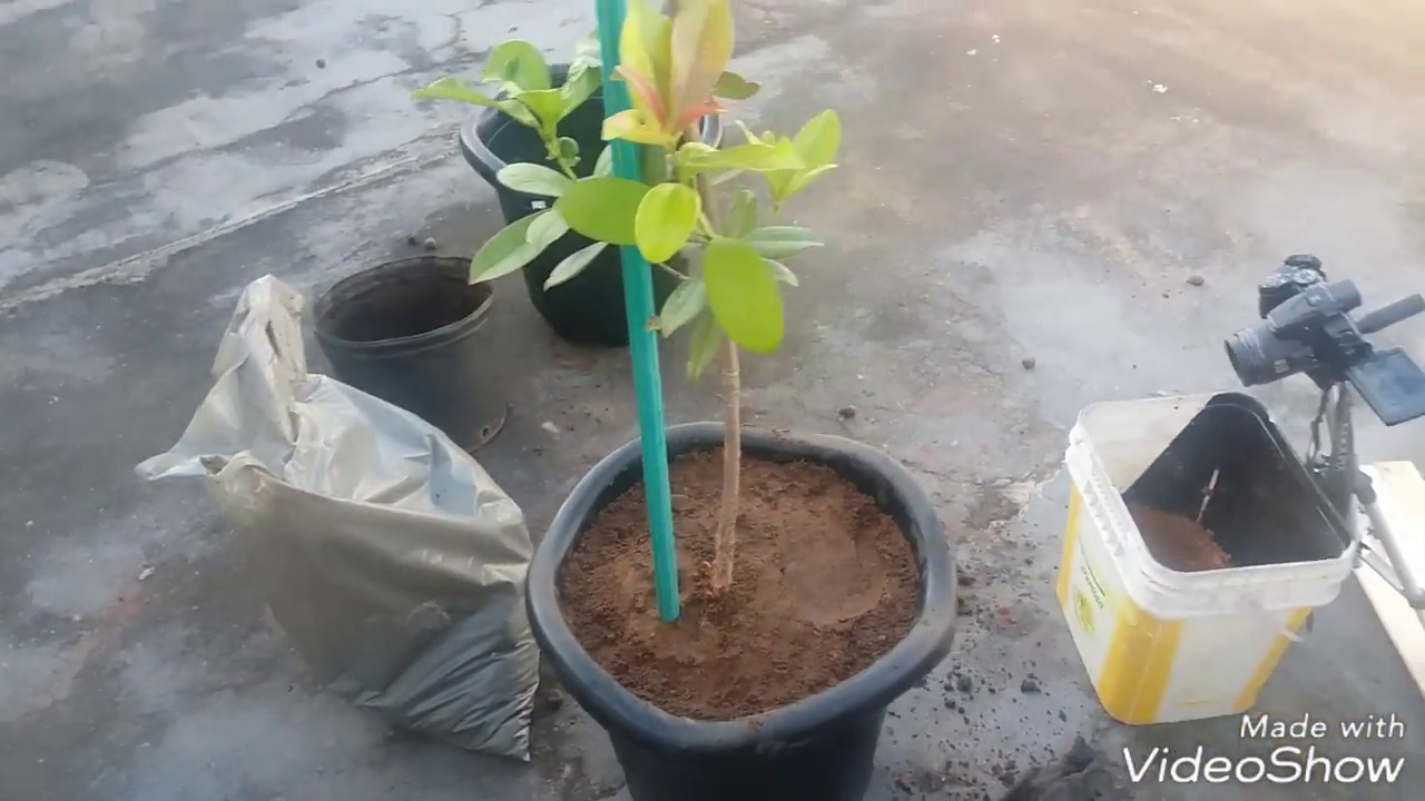 Replantio de grumixama em vaso