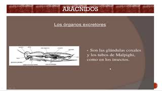 Arácnidos - Zoom