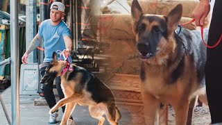 PROTECTIVE German Shepherd won't let anyone in their home! (NYC Dog Training Vlog)