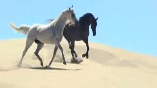 Visual Tribute to Ennio Morricone & Alessandro Alessandroni