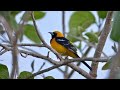 Birding at Ambergris Caye, Belize, February 2016