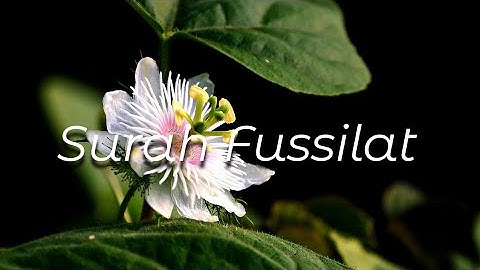 Surah Fussilat | سورة فصلت (Ha Mim As-Sajdah)