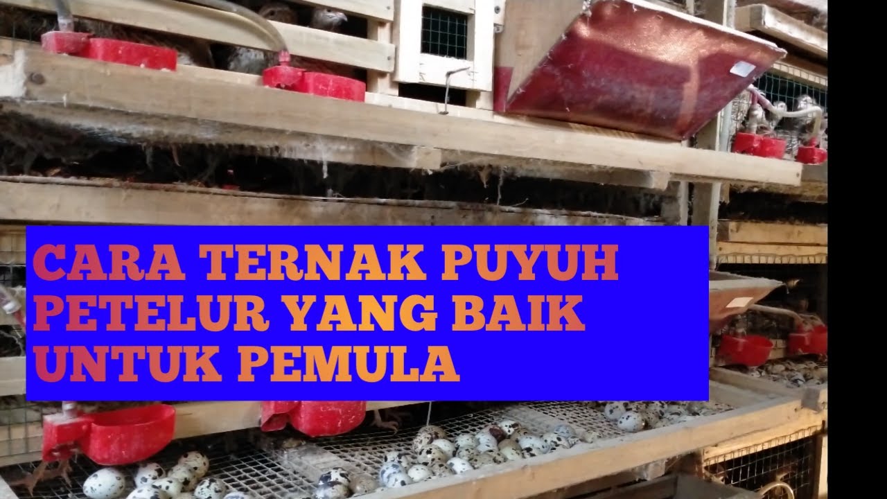 cara beternak puyuh yang baik untuk pemula 