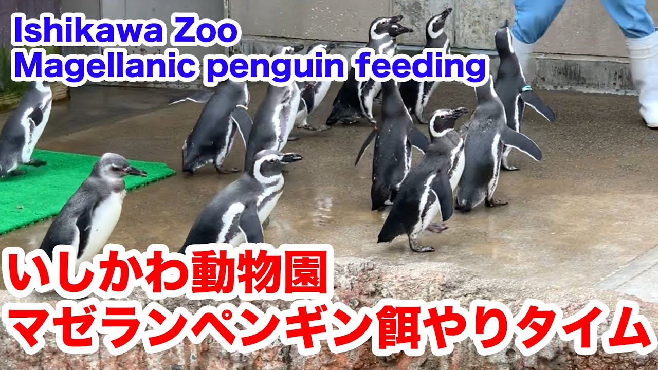 石川 いしかわ動物園 動物園情報サイトzoo Palette 全国地域別一覧 地方別 エリア別 飼育動物一覧 人気ランキング 園内マップ アクセス 駐車場 休園日 開園時間 入園料 パスポート ふれあい レストラン 授乳室 施設 イベント
