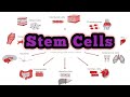 Stem Cells/ Embryology/MSc/Sem3/all universities/CSIR-NET/BPSC/UPSC/ICAR