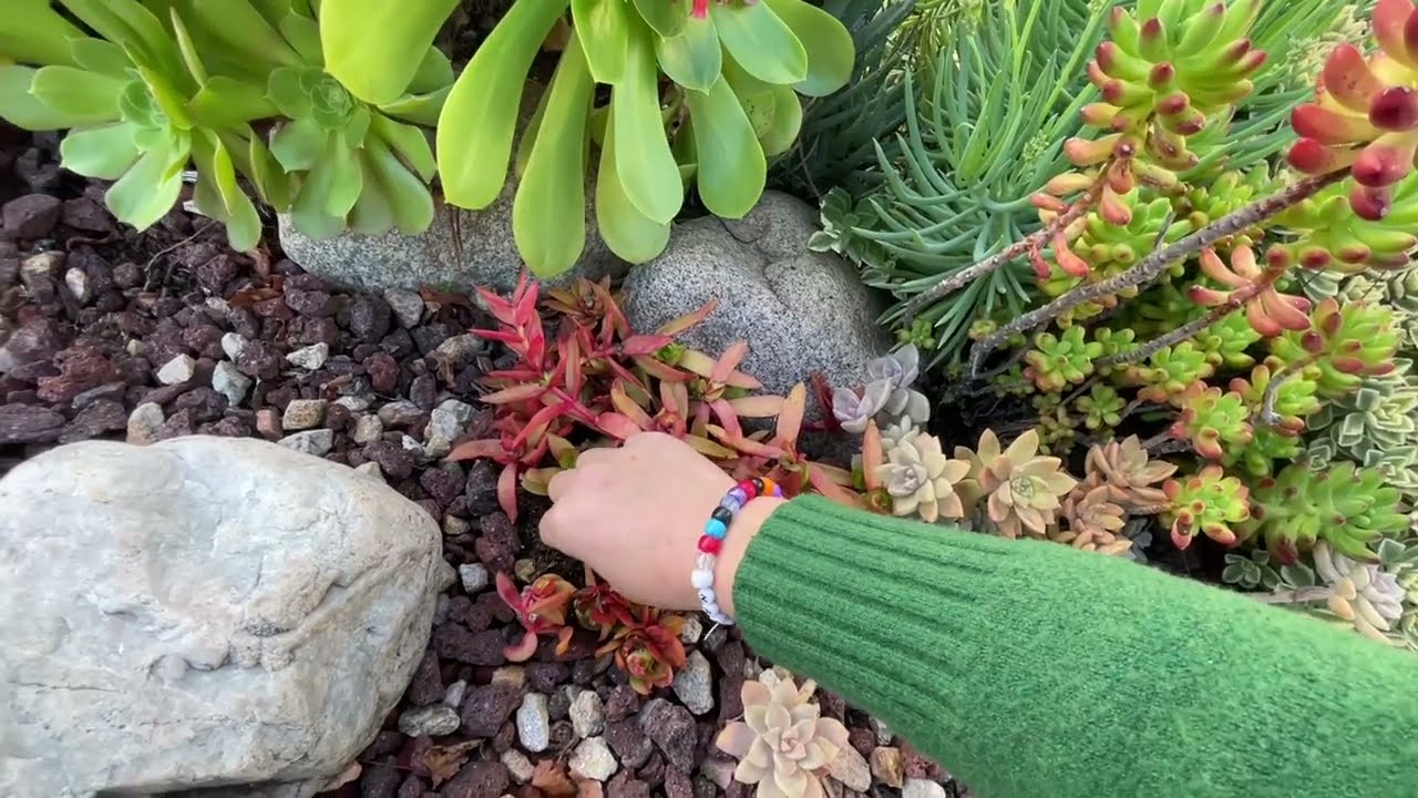 Видеоблог о суккулентах: У меня так много суккулентов, которые нужно удалить и подрезать, но мне ...