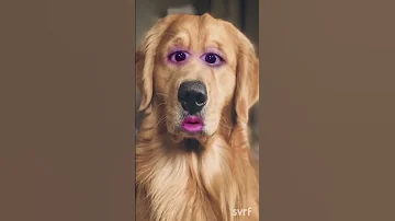 الكلب اللولو هو هو 