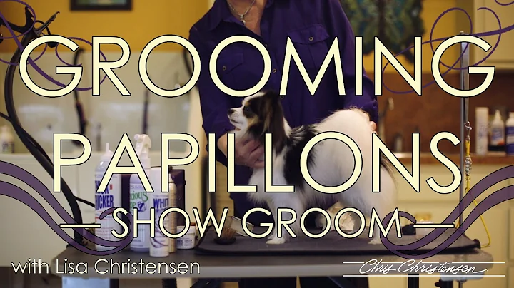 Papillon Grooming with Lisa Christensen  Show Groom