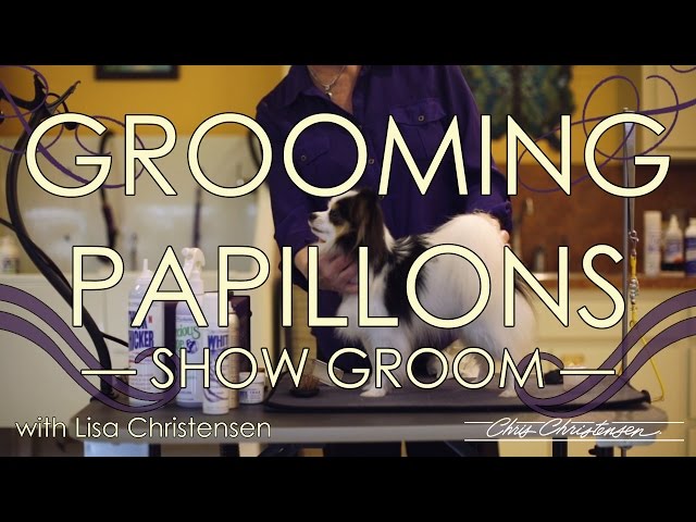Papillon Grooming with Lisa Christensen — Show Groom