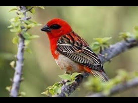 La Nature Les Oiseaux Et La Faune Forestière