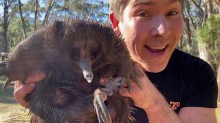 Manningham's Backyard Biodiversity: Short beaked echidna