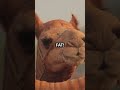 Discover the Camel’s Water Storage