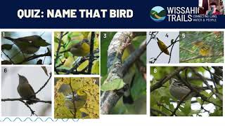 All About Warbler Identification