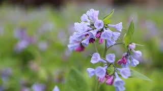 Virginia Bluebells