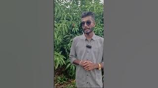 අඹ ගහේ ගෙඩි නැද්ද?   එසේනම්  නිවැරදි කප්පාදුව  ඉතා වැදගත්  | TJC අඹ වගාව