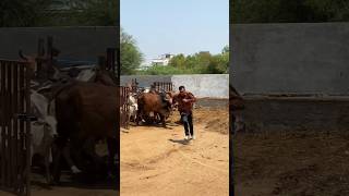 #shravanseva #cow #gaumata #trending #indiancow #youtubeshorts