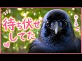 【vlog】行こうって言ったらついてきた #カラス #crow #かわいい